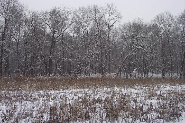 Snow 021.jpg